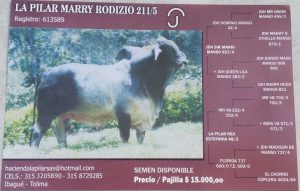 la-pilar-marry-211-5
