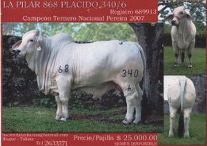 la-pilar-placido-340-6_opt